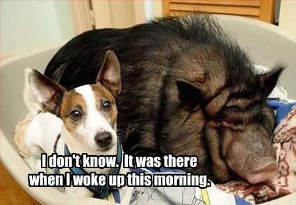 zzzzzzzz_funny-dog-pictures-this-mo.jpg
