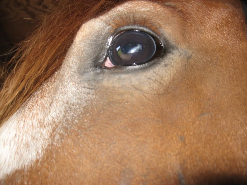 corneal ulcer caused white spot that wont go away