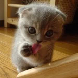 cute
Pictures, Images and Photos