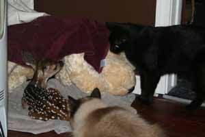 cats