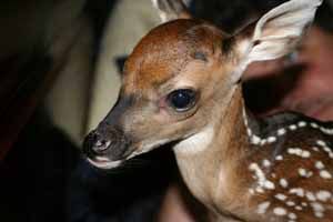 head