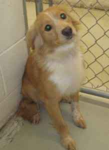 Border Collie Blonde