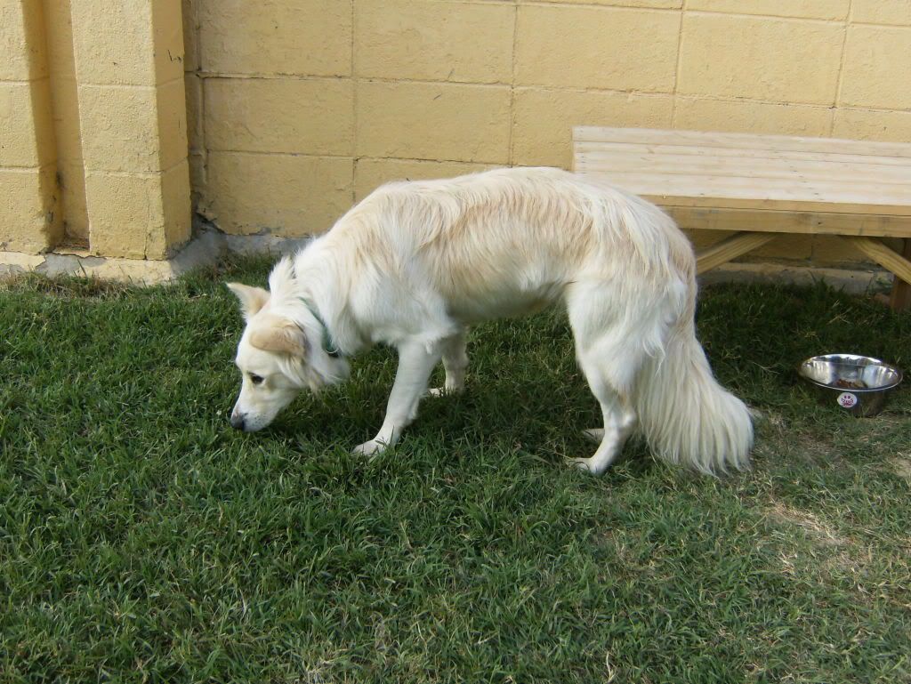 Border Collie Blonde