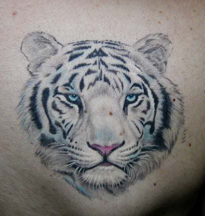 White Tiger Tattoos on Tiger Tattoo Graphics Code   Tiger Tattoo Comments   Pictures