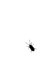 th_spider.gif