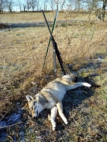 3-coyote.jpg