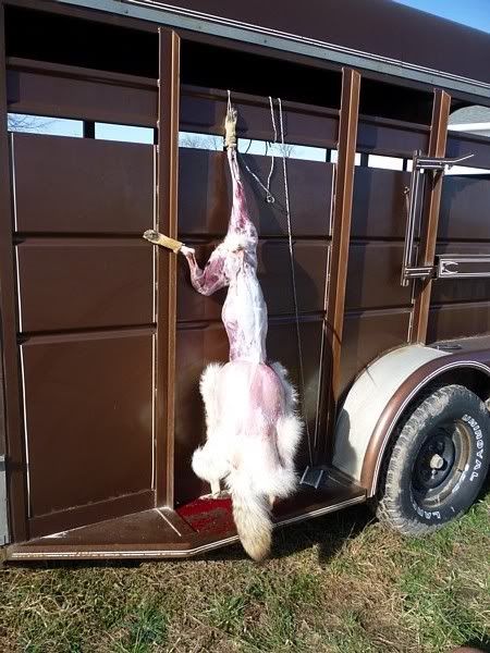 6-coyote.jpg