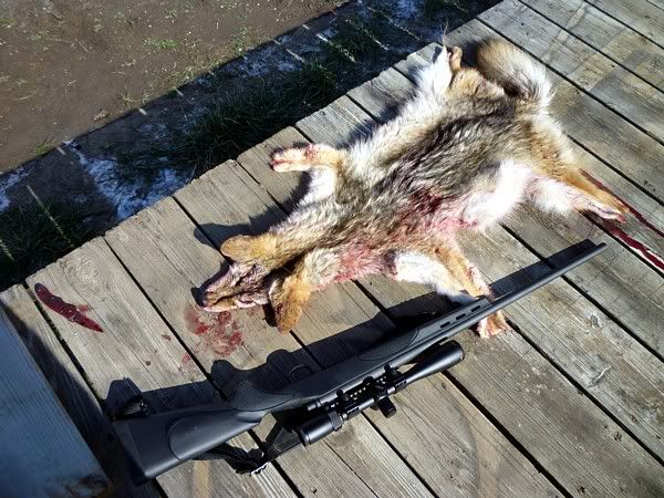 7-coyote.jpg
