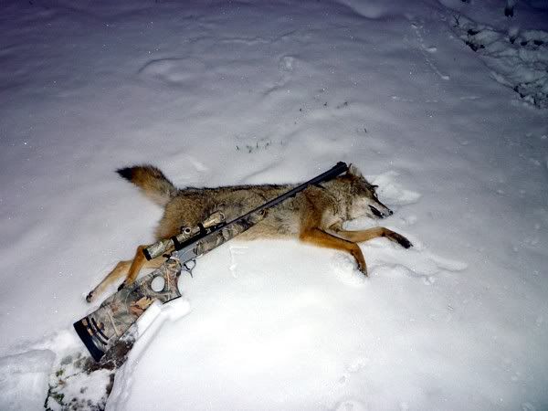 DecemberCoyote.jpg