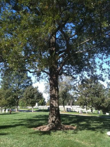 Tree overhanging the memorial