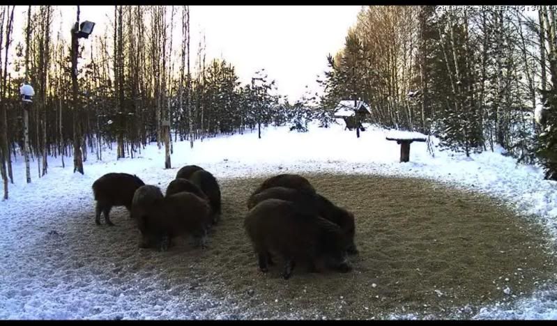 Pig cam Live Streaming