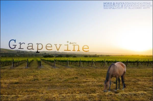 grapevine Pictures, Images and Photos