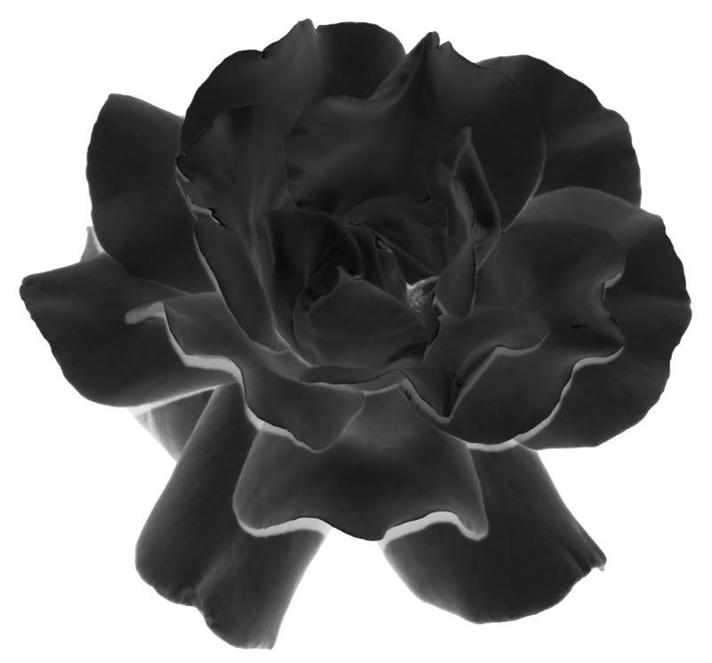 The Black Rose in full bloom