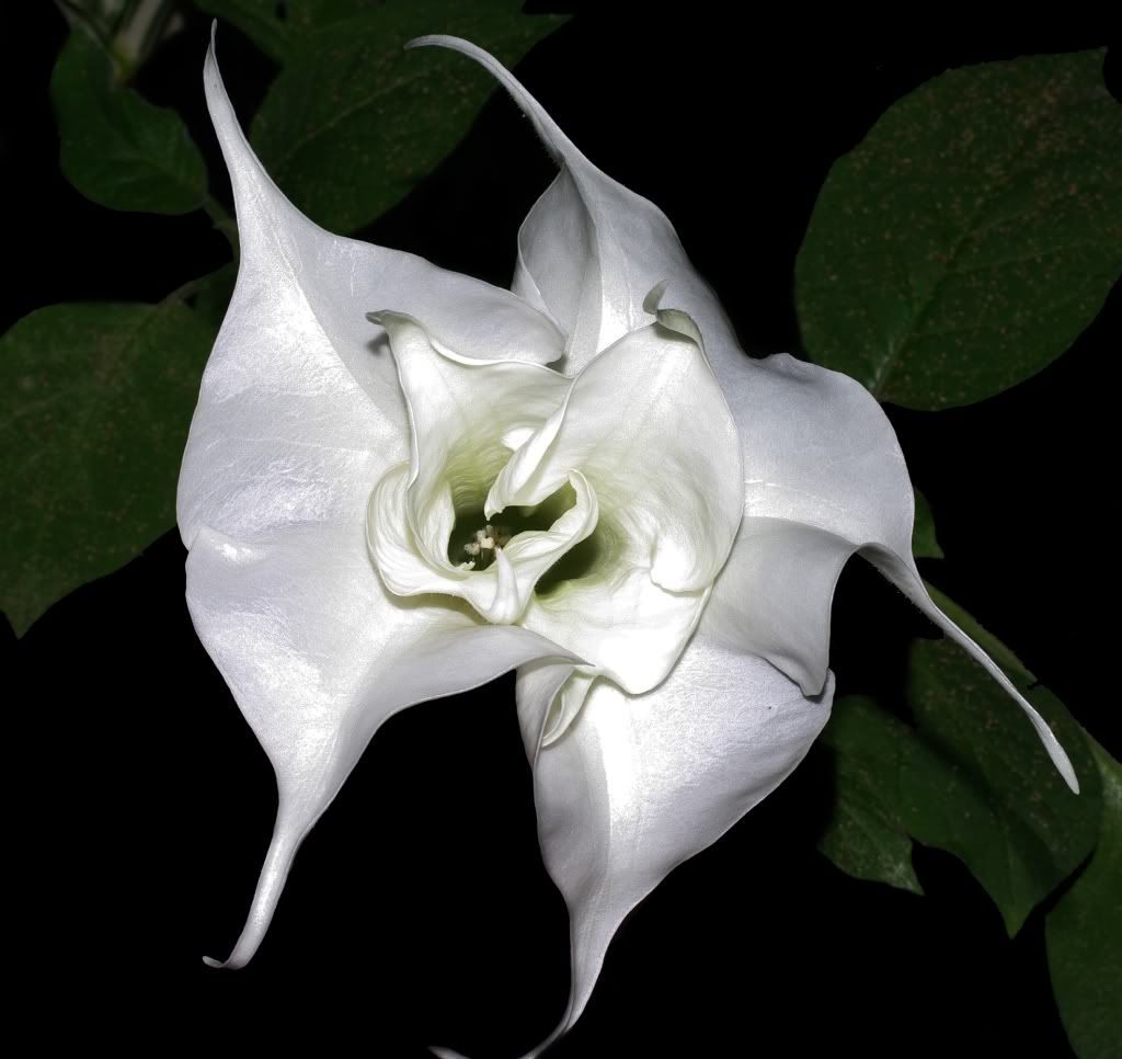 White Lily Guards Our Beauty