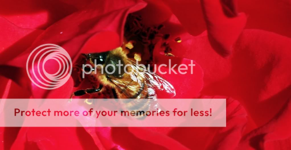 Bee in a Red Rose